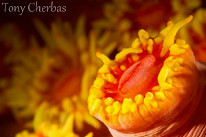 Night fall 
Cup Corals peek

Pink yellow 

Slowly cl... by Tony Cherbas 